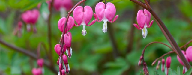 Top 5 des plantes insolites qui poussent dans nos jardins