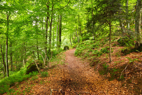 forêt française