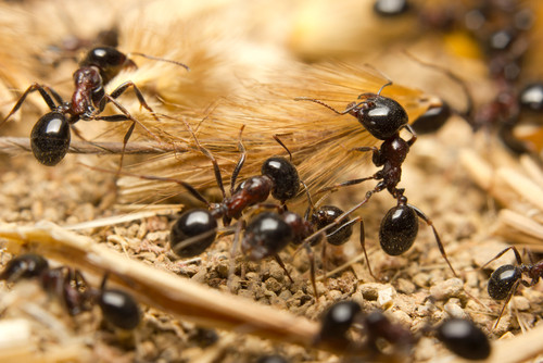 fourmis agriculture