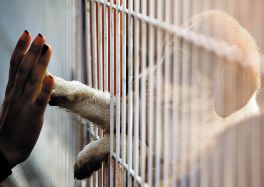 adoption animaux