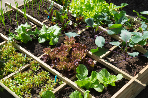potager selon climat