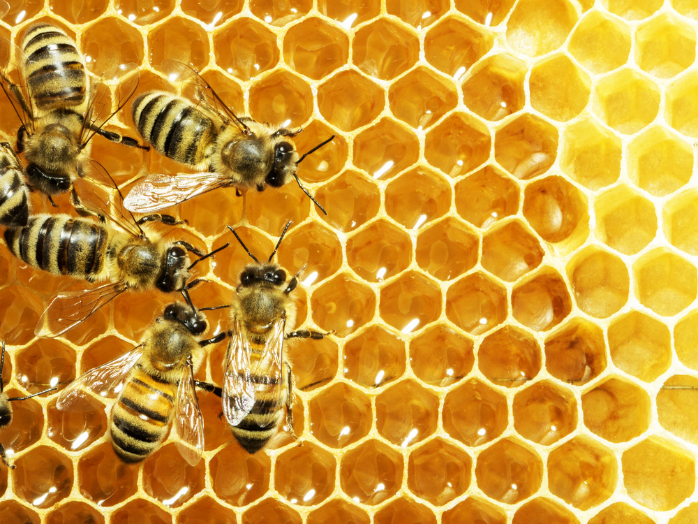 abeilles