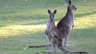 La nature australienne s'offre à vous