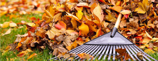 Ramassage des feuilles mortes