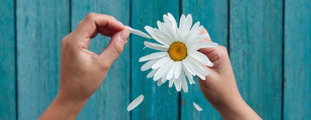 marguerite