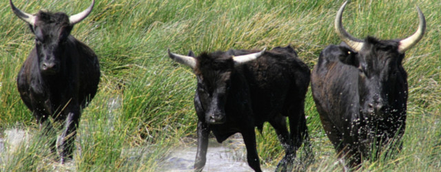 camargue