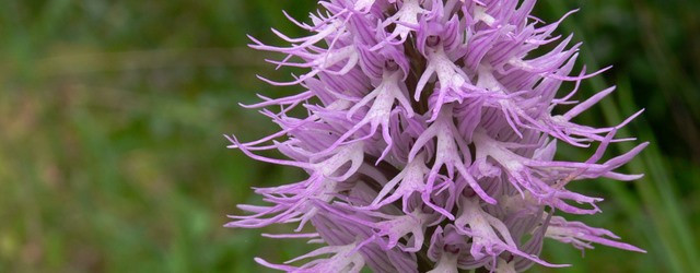 Découverte de l'Orchis Italica