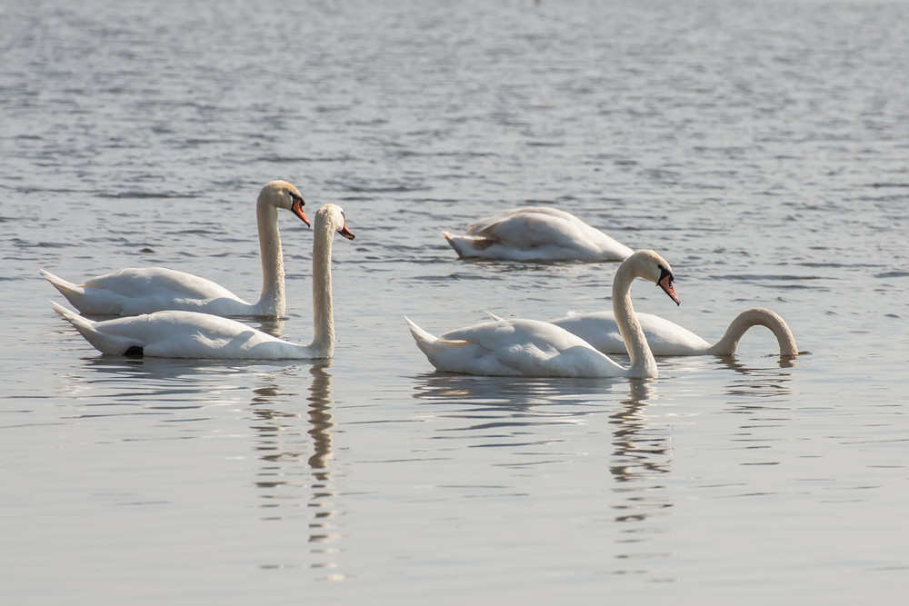 Des niveaux élevés de mercure ont été constatés dans les oiseaux habitant dans les Grands Lacs.