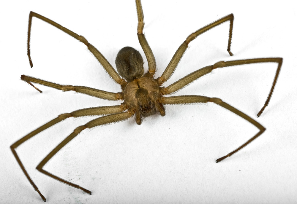 Il est rare de croiser une araignée violoniste en France.