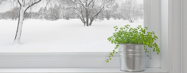 plante interieur