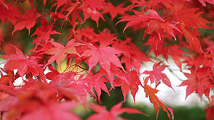 Les couleurs de l'automne