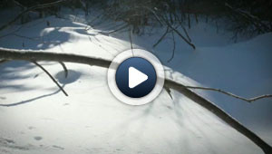 La neige à l'envers !