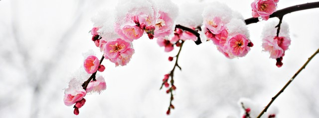 fleurs hivernales