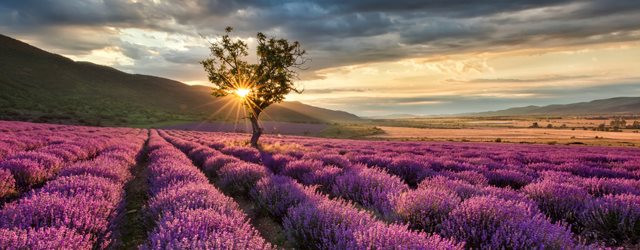 La beauté de la lavande provençale