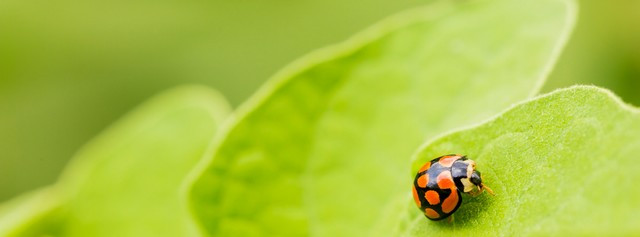 permaculture