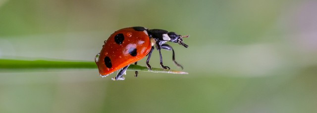 biocontrôle