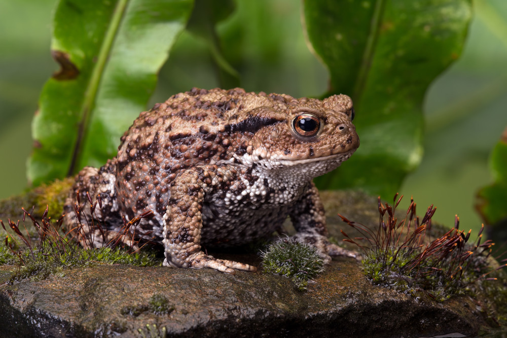 crapaud-decouverte-espece-usa-dick-tracy
