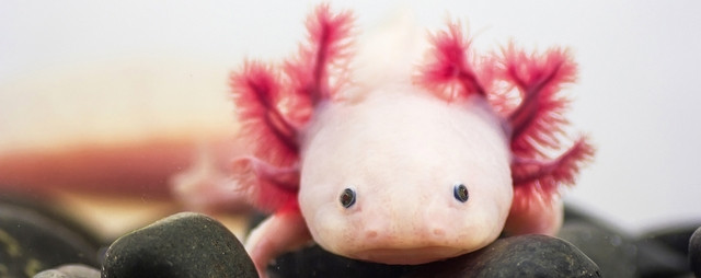 axolotl
