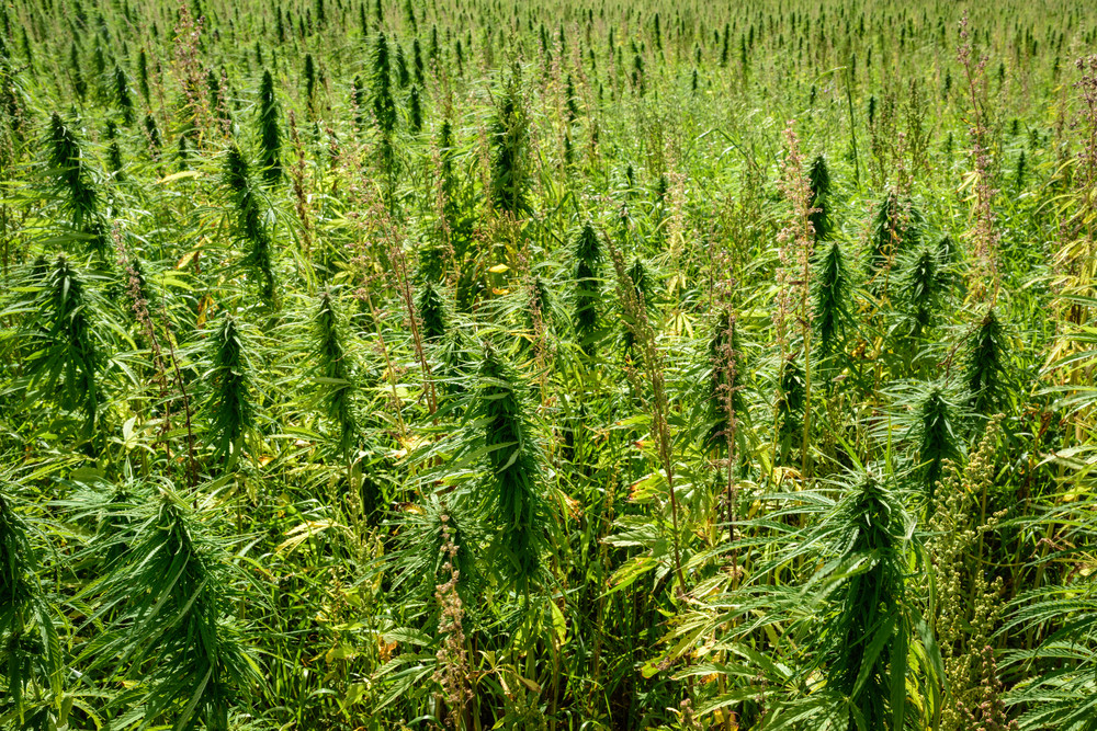Plus d'un tiers des Français (34 %) a déjà consommé du cannabis.