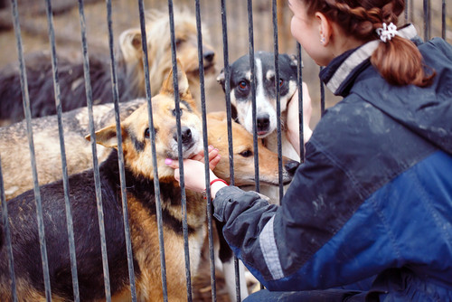 adoption