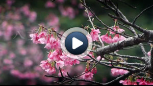 Les cerisiers du Japon commencent à fleurir