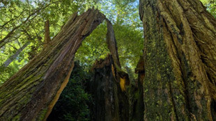 A la rencontre de la Redwood !