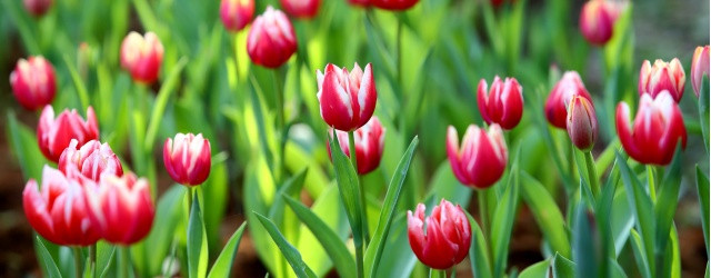 tulipes