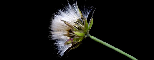 Et si les fleurs écloraient en quelques secondes ?