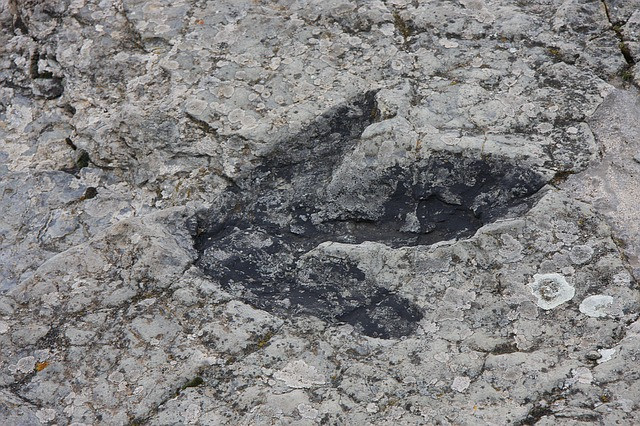 empreinte dinosaure australie