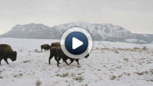 L'hiver au Parc National de Yellowstone