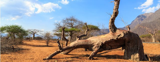 Plongez au cur de l'Afrique