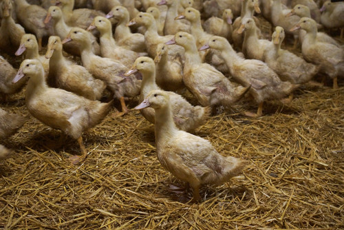 élevage canards