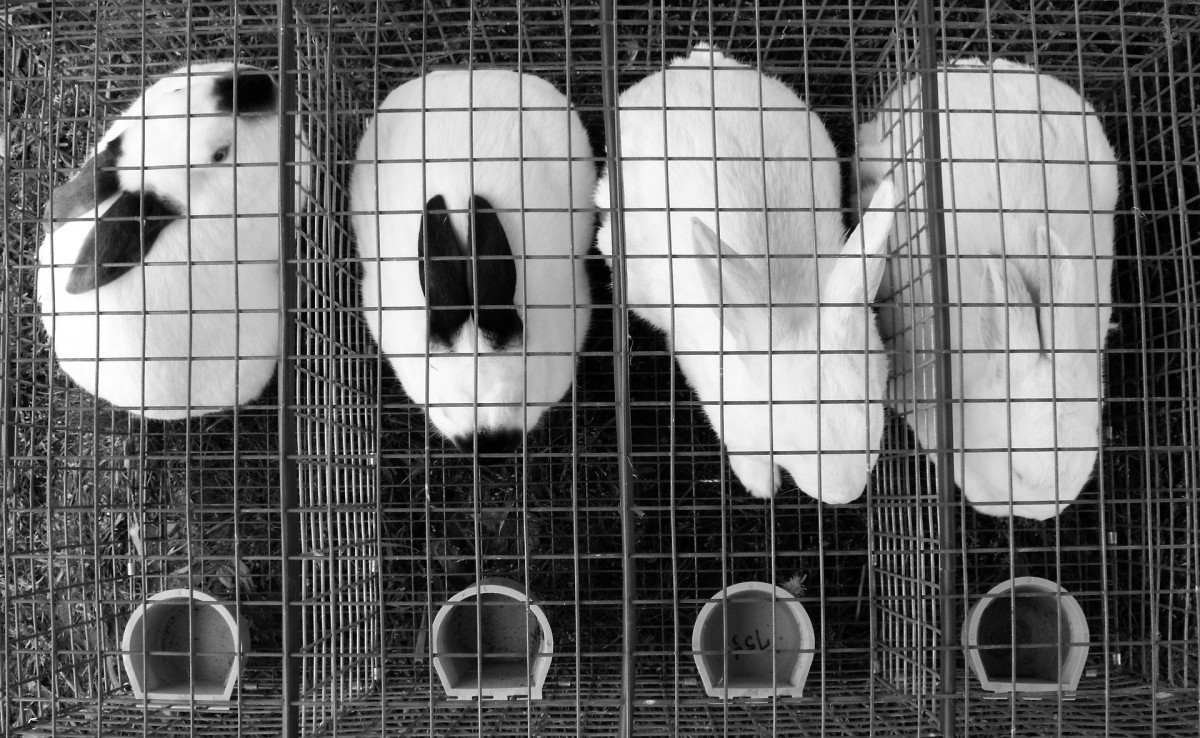 lapins
