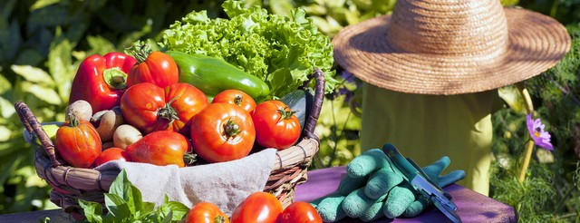 récolte septembre potager