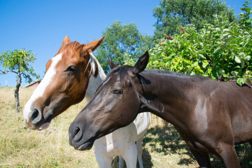 Chevaux