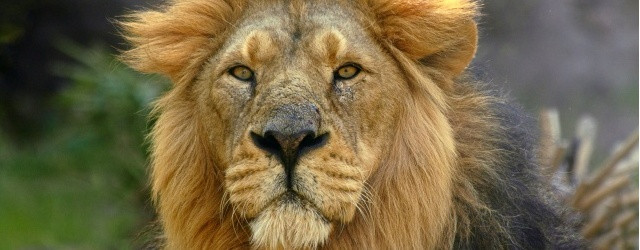 lion