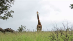 Une pause Safari s'impose !