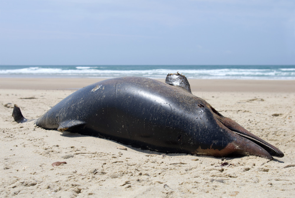 Dauphin mort sur la plage