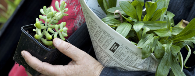 Plantes qui nécessitent peu de lumière