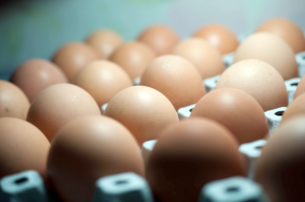 fipronil-scandale-alimentaire-contamination-pesticide-retrait-marche