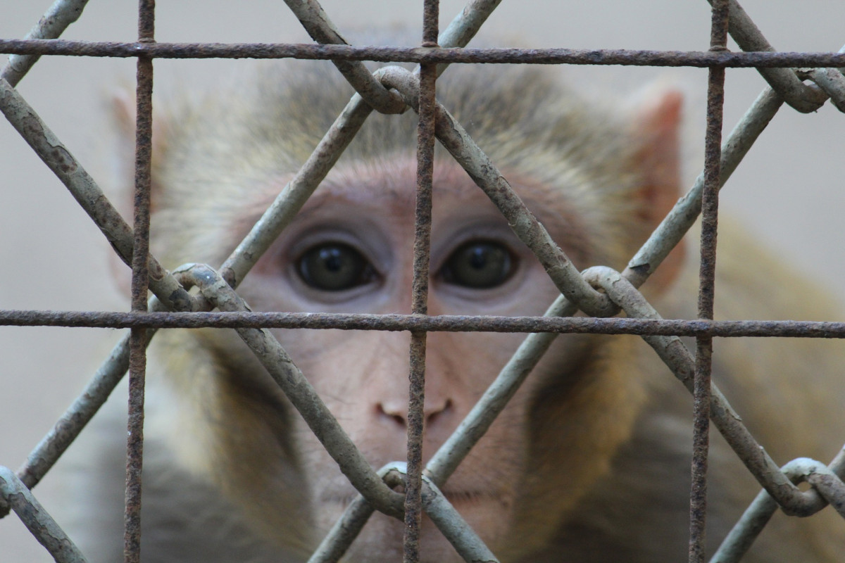 singes