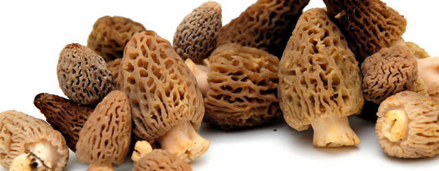 Les morilles sont de retour !