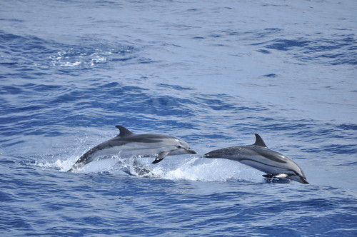 dauphins sauvages