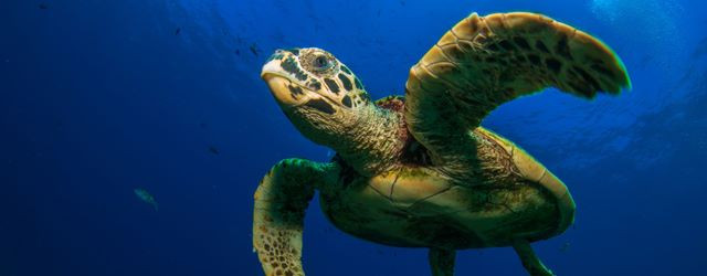 Découverte d'une tortue fluorescente