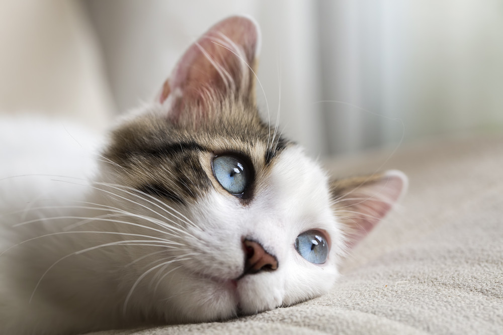 L'animal, jeté par la fenêtre, n'a pas survécu.