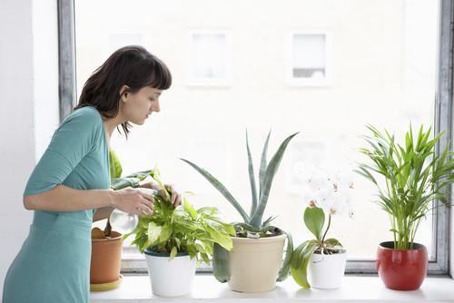 plantes d'intérieur robustes