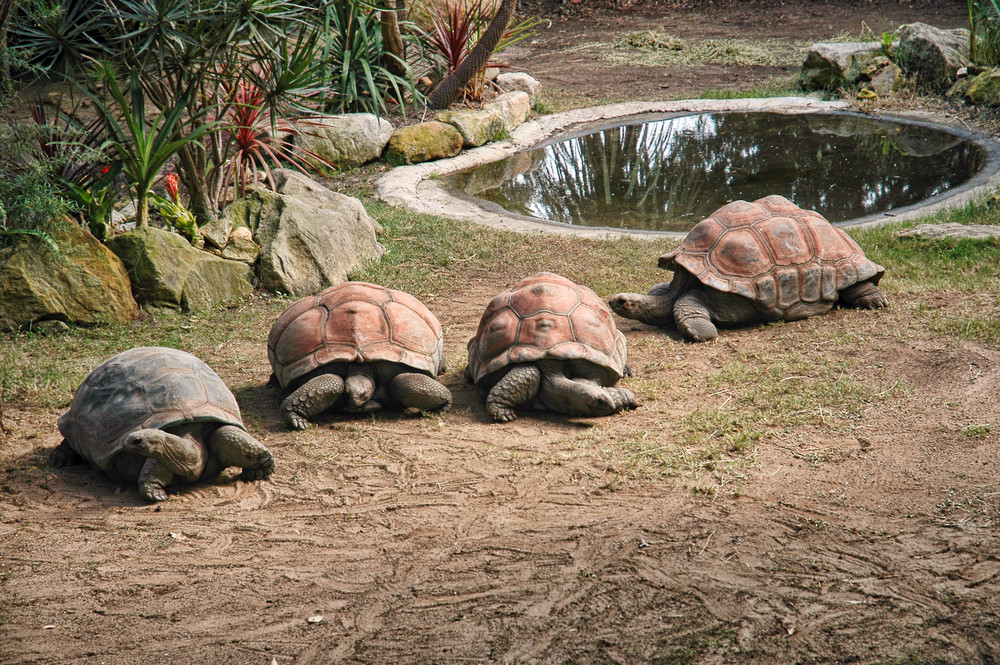 tortue-pieces-monnaie-tahliande-operation