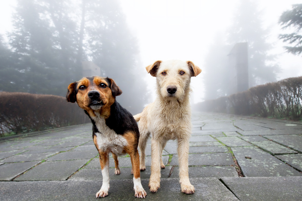 chiens errants