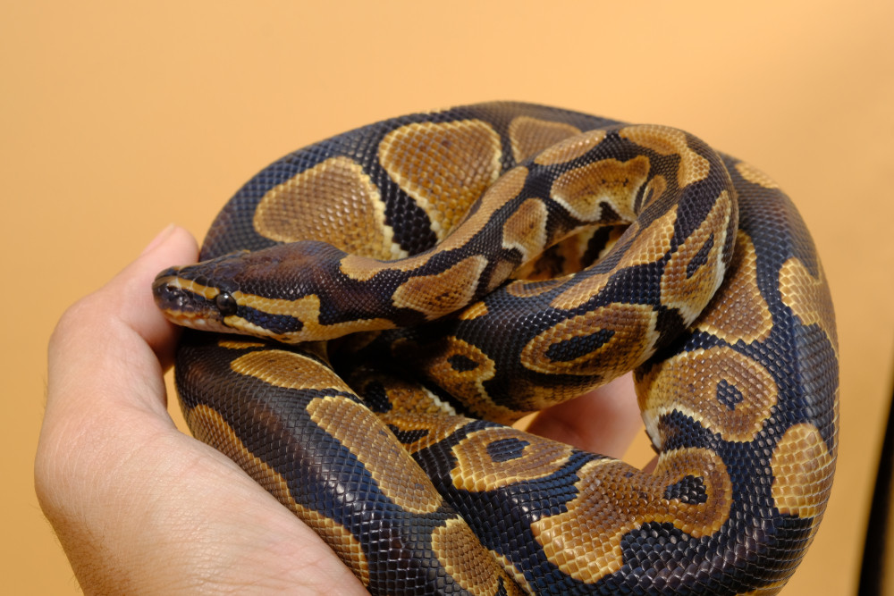 Les pythons royaux ne mordent pas et sont non-toxiques.