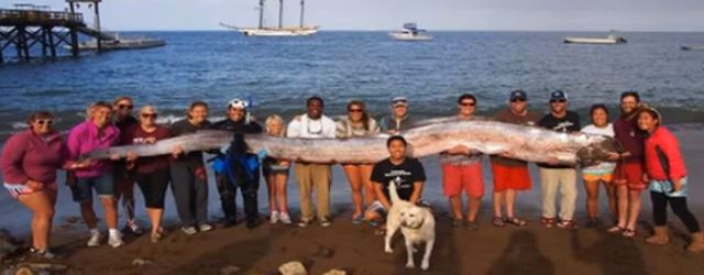 Un poisson géant découvert en Californie